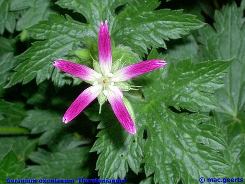 Geranium oxonianum 'Thurstonianum'